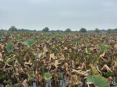 -洪湖生态旅游区