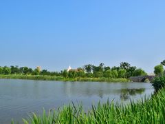 -杭州湾海上花田景区