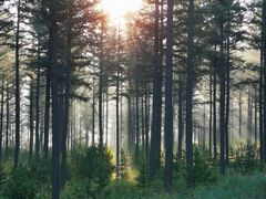 -塞罕坝国家级自然保护区