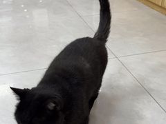 -中农大我爱我爱动物医院·核磁CT·猫病·24小时夜诊中心(石佛营店)