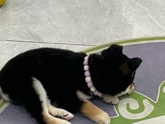 -柴犬小屋·柴餐厅·狗咖食堂(金鼎广场店)