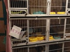 -猫色咖啡·猫咖