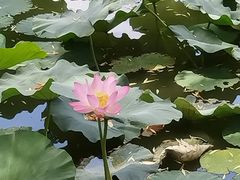 -团结湖公园