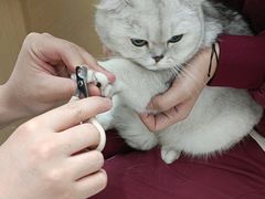 -瑞派康怡24h宠物医院·犬猫医疗中心·微创绝育(瑞景分院)