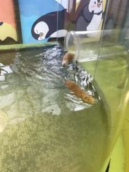 点击看大图 -七巧国萌宠乐园(龙湖天街店)