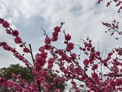 -花开海上生态园