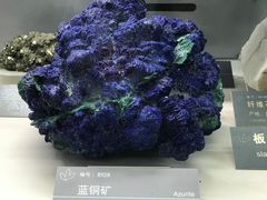 -中国地质博物馆