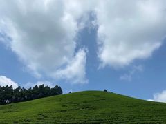 -正源安吉白茶特产享购商场(安吉店)