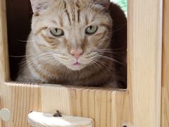 -藏猫猫咖啡主题馆(中央大道店)