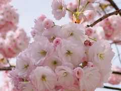 -海棠花溪(元大都城垣遗址公园)