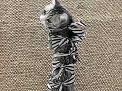 -美联众合宠物医院·爱萌分院·内外科·猫科中心