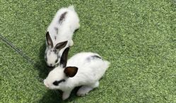 -萌宠亲子动物乐园(槐房万达店)