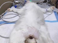 -安安宠医·臻爱宠物医院·宠保定点(营门口路分院)