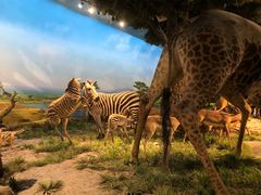 -国家自然博物馆