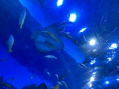 -海合安成都极地海洋公园