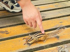 -五营红松林海景区