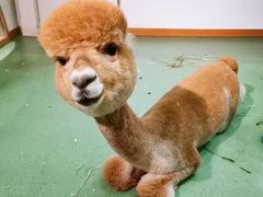 -藦茜花园宠物主题亲子互动体验馆(国顺东路店)