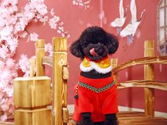 -超宠爱宠物摄影-Super pet