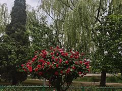 -泰丰公园