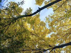 -三里屯东五街银杏大道