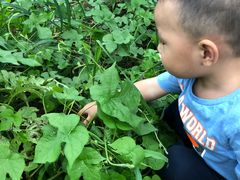 -小六农家乐(崇明西沙湿地店)