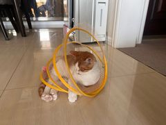 -美联众合动物医院·24h京西诊疗中心