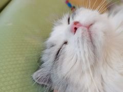 -MOYOYO猫咪咖啡店