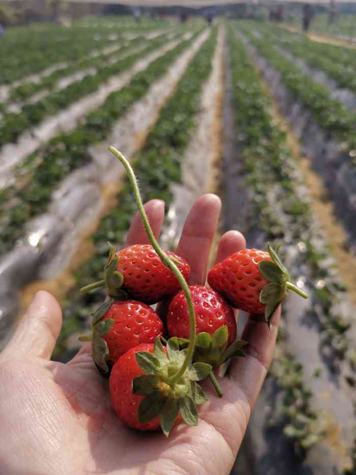 大望草莓园图片