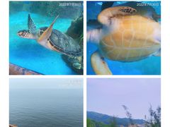 -广东惠东海龟国家级自然保护区