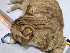 -派特宠物医院(圆融广场店)