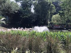 -新加坡飞禽公园