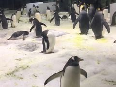 -大连圣亚海洋世界