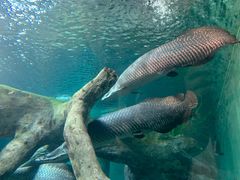 -上海海洋水族馆