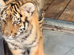 -大连森林动物园