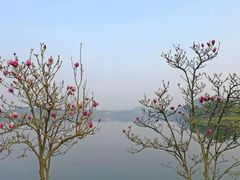 -东莞植物园