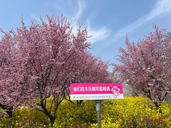 -古柏渡丰乐樱花园