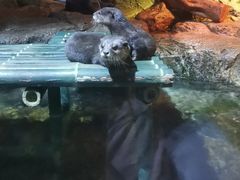 -暹罗海洋世界