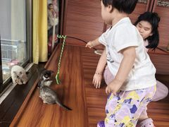 -楼上猫咖(罗湖店)