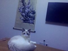 -Bastet sally猫舍购宠(静安店)