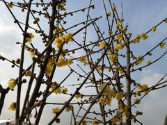 -金科花卉市场