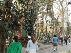 -瑞丽独树成林风景区