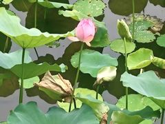 -荔湾湖公园