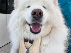 -西安京西宠物医院·瘫痪·疑难杂症