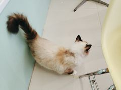 -怪兽屋·羊驼·猫咖·狗咖(俊华广场店)