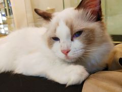 -momokira米努特·德文卷毛猫·棉花面纱犬