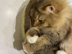 -COLOR PETS 撸猫馆·购猫·猫咖(长风大悦城店)