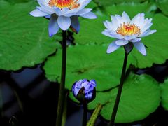 -国家植物园南园