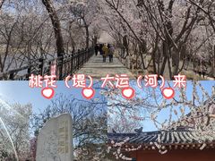 -桃花堤公园