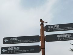 -哈素海