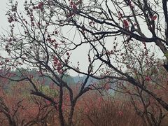 -南国桃园旅游度假区